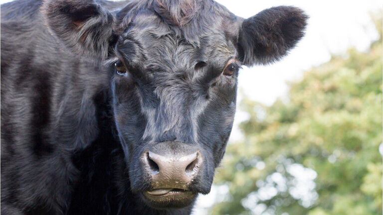 Big beef: New York animal sanctuary refuses to return 2 stray cows to farm  – KIRO 7 News Seattle